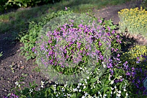 Lathyrus vernus (spring vetchling or spring pea)