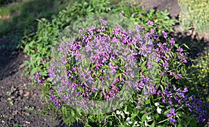 Lathyrus vernus (spring vetchling or spring pea)