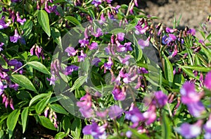 Lathyrus vernus, spring vetchling, spring pea or spring vetch