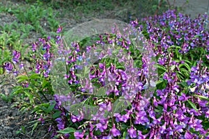 Lathyrus vernus, spring vetchling, spring pea or spring vetch