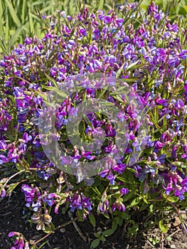 Lathyrus vernus, the spring vetchling, spring pea, or spring vetch.