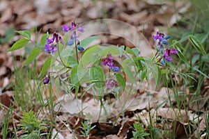 Lathyrus vernus (spring vetchling, spring pea, or spring vetch)