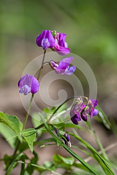 Lathyrus vernus wild purple violet flowers in bloom, springtime flowering plants in the forest