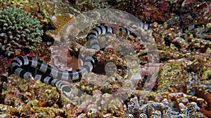 Laticauda laticaudata or Blackbanded SeaKrait