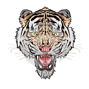 Illustration tiger head background white
