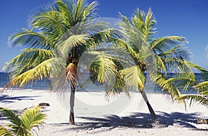 LATIN AMERICA HONDURAS CARIBIAN SEA photo