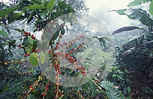 LATIN AMERICA HONDURAS COPAN photo