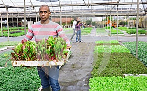 Latin american farmer carrying tray with chard seedlings