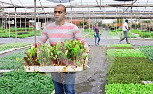 Latin american farmer carrying tray with chard seedlings