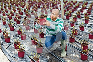 Latin american farmer inspects an ornamental shrub that has recently sprung young shoots.