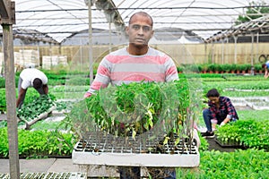 Latin american gardener holding crate with tomato seedlings