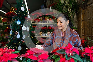 Latin American woman chooses Poinsettia pulcherrima flowers