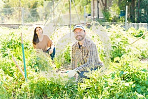 Latin Couple Harvesting Fresh Vegetables At Organic Farm