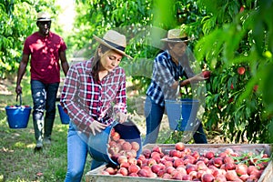 Latin female farm worker bulking peaches into boxes