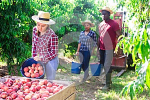 Latin female farm worker bulking peaches into boxes