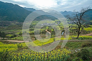 Rapeseed field-Jiangling, Wuyuan, Jiangxi