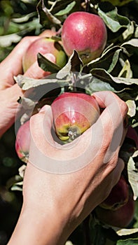 Latin woman harvesting wild apples. vertical photo