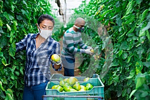 Latina in medical mask harvesting green tomatoes in greenhouse