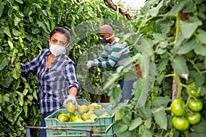 Latina in medical mask harvesting green tomatoes in greenhouse
