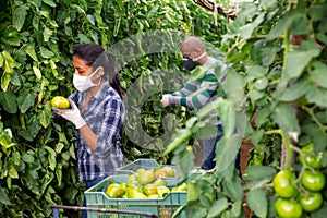 Latina in medical mask harvesting green tomatoes in greenhouse