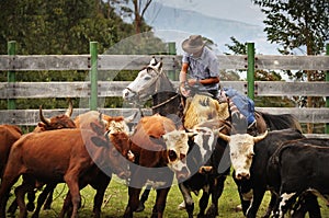 Latino cowboy working cattle