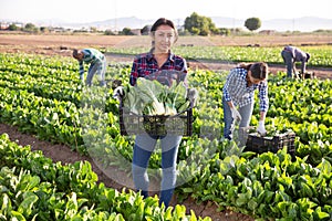 Latino female farmer carries boxes with ripe chard on the field