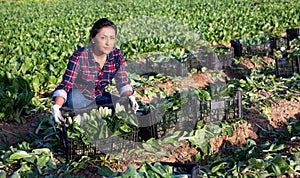 Latino female farmer carries boxes with ripe chard on the field
