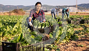 Latino female worker picking chard on field