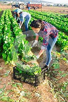 Latino female worker picking chard on field