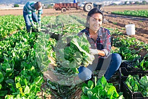 Latino female worker picking chard on field