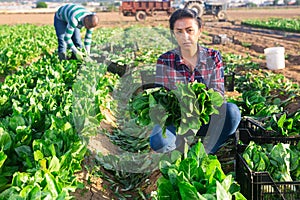 Latino female worker picking chard on field