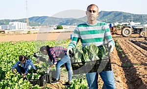 Latino female worker picking chard on field