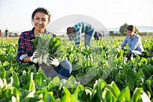 Latino female worker picking chard on field