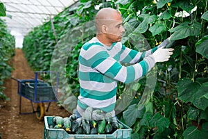 Latino male farmer picking cucumbers in hothouse