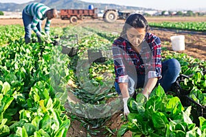Latino woman collects crop of chard along with other workers on field