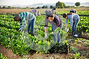 Latino woman collects crop of chard along with other workers on field