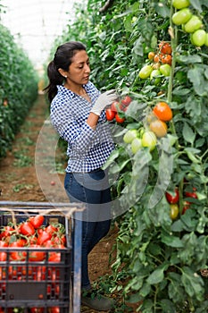 Latino woman farmer harvesting tomatoes in greenhouse
