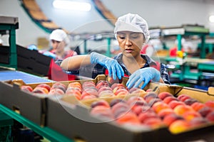 Latino woman sorts peaches on a fruit packing line