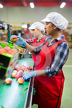 Latino woman sorts peaches on a fruit packing line