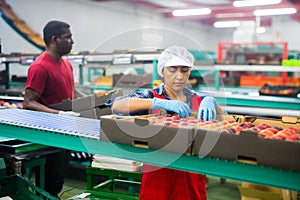 Latino woman sorts peaches on a fruit packing line