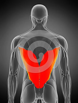 Latissimus dorsi