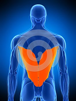 The latissimus dorsi