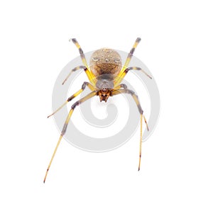 Latrodectus geometricus, commonly known as the brown widow, brown button spider, grey widow, brown black widow, house button