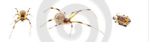 Latrodectus geometricus, commonly known as the brown widow, brown button spider, grey widow, brown black widow, house button