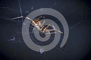 A brown widow spider in its web