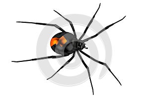Latrodectus hasselti