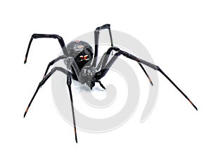 Latrodectus mactans - southern black widow or the shoe button spider, a venomous species of spider in the genus Latrodectus.