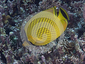 Latticed butterflyfish