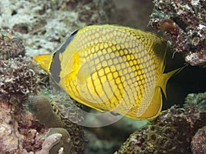 Latticed butterflyfish photo