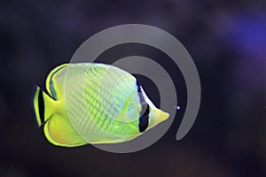 Latticed butterflyfish photo